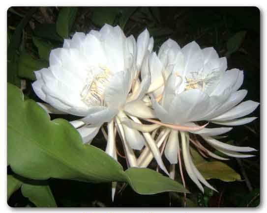  Uttarakhand State flower, Brahma Kamal, Saussurea obvallata